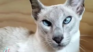 Lilac Point Siamese Cat [upl. by Kelleher]