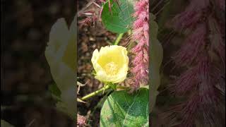 कपास Gossypium arboreum Malvaceae family nature forest flower trending gardening forests [upl. by Amol18]