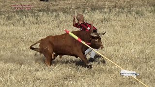 quotDos Toros muy Buenosquot Pero no Pierdas la Cara Al Toro Albalate de Zorita 29092024 GuadaEncierros [upl. by Judsen]