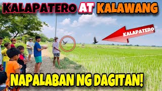 MGA BATANG FANCIERS HINAMON NG DAGITAN SI KALAPATERO AT KALAWANG  072621 [upl. by Mollee]