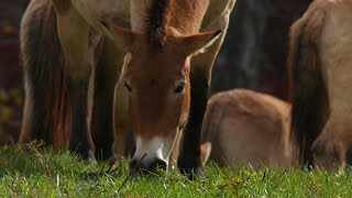 Wild Inside the National Zoo Saving the Last Wild Horses [upl. by Valentin]