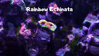 Rainbow Echinata Coral [upl. by Ellita]