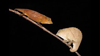 Rhampholeon temporalis from E Usambara Mts Tanzania [upl. by Esli]