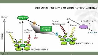 fotosyntéza [upl. by Eerazed]