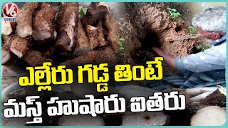 Health Benefits Of Eating Yelleru Gadda  Medak  V6 News [upl. by Eedoj]