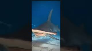 Hammerhead shark edit [upl. by Schaaff]