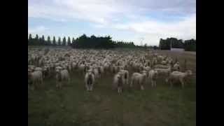 Sheep Protesting  FREAKING HILARIOUS Original Upload 2 [upl. by Latrice318]