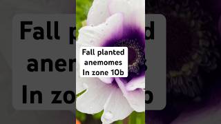 Anemones garden zone10b gardenflowers cutflowers plants flowerfarming gardening flowers [upl. by Aivizt522]