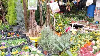 Istanbul  Eminönü Flower Bazaar  Çiçek Pazarı HD Video [upl. by Lainahtan174]