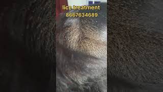 How to remove nits and lice nits hair lice nits and lice peenu eeru removal nits removal [upl. by Jaan]