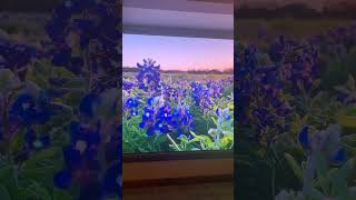 Buenos días las flores de Texas [upl. by Leckie765]