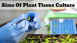 Aims Of Plant Tissue Culture  Lec 02 [upl. by Niuqram]