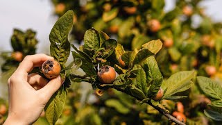 Uncommon Delicious Fruit medlar tree in London permaculture garden gardening wildlife earth [upl. by Naaman]