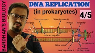 DNA REPLICATION in prokaryotes in HINDI 45 [upl. by Nwahsor]