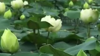 water lotus garden beautiful my gardens plants lotus Aftab balochgardening [upl. by Kore]