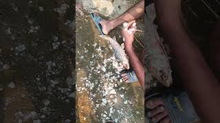 Amezing fish catingviralvideo [upl. by Atsylak]