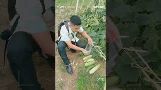 Harvesting Pipino Cucumis sativus quotKapag may tinanim may aanihinquot We are the Agriculture Student [upl. by Antoinetta]