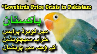 Lovebirds Price Crisis in Pakistan What’s Happening in the Market [upl. by Ethben]