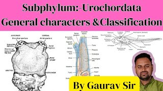 subphylumquotUrochordata के समान्य लक्षणquot✨📗 [upl. by Erdrich]