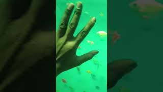 plenty of fish sortsvideo video vairalvideo terendingvideo fish [upl. by Nauq830]