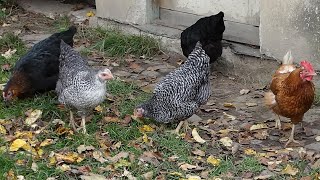 pouštění slepic releasing the hens  pasení slepic amp herding chickens  85 [upl. by Victor914]