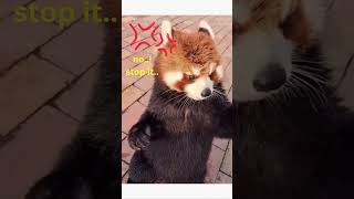 even if youre angry you still look cute🥰  red panda shortsvideo [upl. by Nagard]