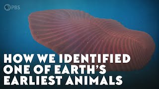 How We Identified One of Earth’s Earliest Animals [upl. by Nitfa]