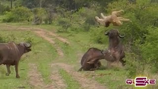 Uçan Aslan  Öfkeli Buffalo Aslanı Havaya Fırlatıyor [upl. by Siuraj]