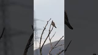 Female Kestrel [upl. by Aerbua277]