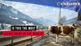 Milking Cows in The Alps [upl. by Nosnar]