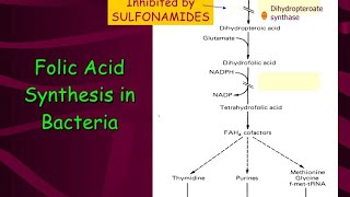 Synthesis of folic acid [upl. by Atteynod]