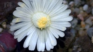 Lithops salicola quotBacchusquot flowering [upl. by Baudin]