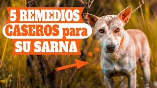 ✔5 REMEDIOS CASEROS más EFECTIVOS para LA SARNA en PERROS🐶 [upl. by Ecnahc616]