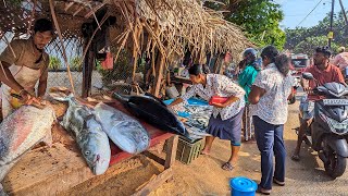 Amazing  Exploring Sri Lankas Bustling Fish Market Fresh Seafood [upl. by Harras]