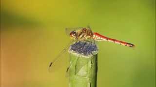 Japanese Folk Song 25 Red Dragonflies（赤とんぼ  Akatonbo） [upl. by Doig595]