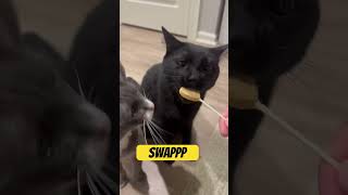 When you’re hangry Everyone knows someone hangry food cat catfunny fyp viralvideo randoms [upl. by Naesad]