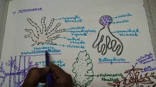 Algae  Habitat and Thallus organization in Hindi [upl. by Cherin638]