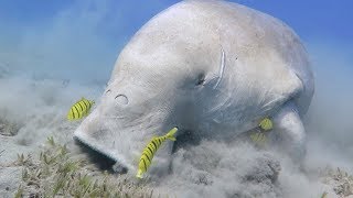 Diver Close Encounter With Dugong [upl. by Ettezus44]