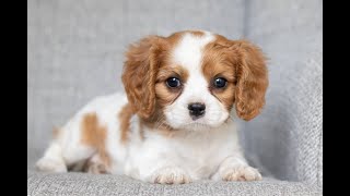 Cavalier King Charles Spaniel Puppies for Sale [upl. by Fryd]