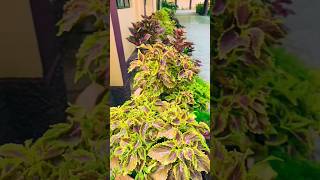 Coleus is a genus of annual or perennial herbs or shrubstrendingshorts shortsfeed shorts viral [upl. by Ilana39]