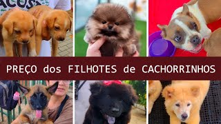 PREÇO dos Filhotes CACHORRINHOS filhotesdecachorros cachorroderaca feira [upl. by Freddie750]