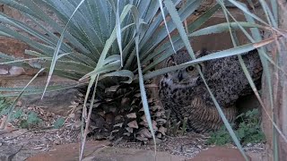 Great Horned Owl Cam Launches At Lady Bird Johnson Wildflower Center As Female quotAthenaquot Returns [upl. by Nodyarb931]