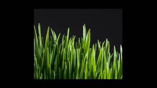 Grass growing Time Lapse 🌿🌿🌿🌱🌱 [upl. by Klement480]