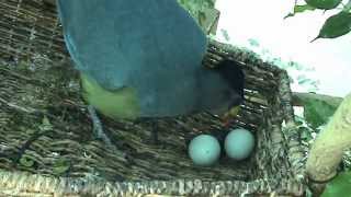 Turaco Hatching at Nashville Zoo [upl. by Sucramaj]