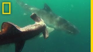 Tiger Shark vs Hammerhead Shark  National Geographic [upl. by Netsreik]