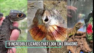 9 Incredible Lizards That Look Like Dragons [upl. by Cletus]