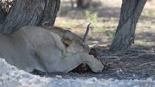 Kgalagadi Lions [upl. by Myrtia162]