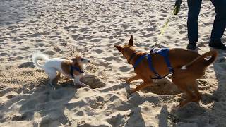 Am Hundestrand auf Usedom [upl. by Selena20]