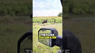 Bison Drools ALL OVER Itself after it 🤤🦬bisons ranch farm farmlife animal pet yellowstone [upl. by Dowzall]