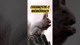 Tajemnice Wiewiórek Śmieszne Ciekawostki wiewiórki ciekawostki funnyanimals [upl. by Ert287]